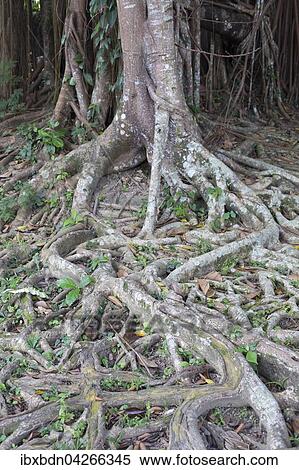 Banyan-Feige, auch Banyanbaum oder Bengalische Feige (Ficus benghalensis), Wurzeln, Bali, Indonesien, Asien View Large Photo Image Stock Photography - Banyan-Feige, auch Banyanbaum oder Bengalische Feige (Ficus benghalensis), Wurzeln, Bali, Indonesien, Asien. Fotosearch