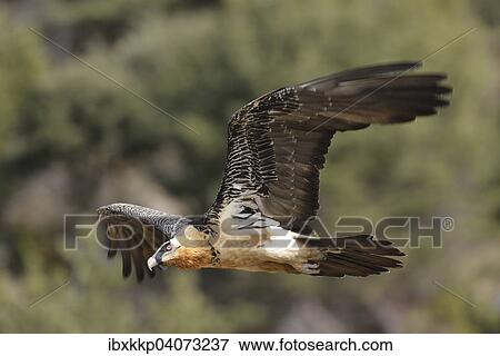 Bartgeier oder Lammergeier (Gypaetus barbatus) im Flug, Pyrenaen, Katalonien, Spanien, Europa View Large Photo Image Stock Photo - Bartgeier oder Lammergeier (Gypaetus barbatus) im Flug, Pyrenaen, Katalonien, Spanien, Europa. Fotosearch