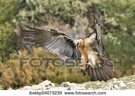 Bartgeier oder Lammergeier (Gypaetus barbatus) beim Landen, Pyrenaen, Katalonien, Spanien, Europa View Large Photo Image Stock Photo - Bartgeier oder Lammergeier (Gypaetus barbatus) beim Landen, Pyrenaen, Katalonien, Spanien, Europa. Fotosearch