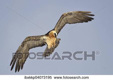 Bartgeier oder Lammergeier (Gypaetus barbatus) im Flug, Pyrenaen, Katalonien, Spanien, Europa View Large Photo Image Stock Photography - Bartgeier oder Lammergeier (Gypaetus barbatus) im Flug, Pyrenaen, Katalonien, Spanien, Europa. Fotosearch