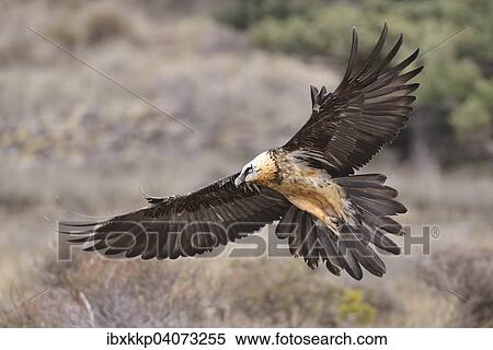 Bartgeier oder Lammergeier (Gypaetus barbatus) im Flug, Pyrenaen, Katalonien, Spanien, Europa View Large Photo Image Stock Photography - Bartgeier oder Lammergeier (Gypaetus barbatus) im Flug, Pyrenaen, Katalonien, Spanien, Europa. Fotosearch