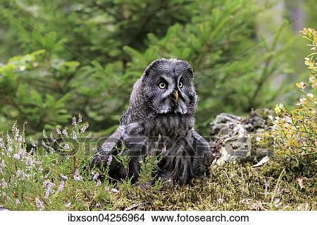 Bartkauz, (Strix nebulosa), adult, wachsam, auf Warte, Kasselburg, Vulkaneifel, Deutschland, Europa View Large Photo Image Picture - Bartkauz, (Strix nebulosa), adult, wachsam, auf Warte, Kasselburg, Vulkaneifel, Deutschland, Europa. Fotosearch