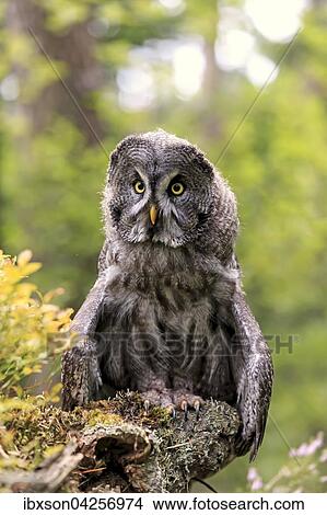 Bartkauz, (Strix nebulosa), adult, wachsam, auf Warte, Pelm, Kasselburg, Vulkaneifel, Deutschland, Europa View Large Photo Image Picture - Bartkauz, (Strix nebulosa), adult, wachsam, auf Warte, Pelm, Kasselburg, Vulkaneifel, Deutschland, Europa. Fotosearch