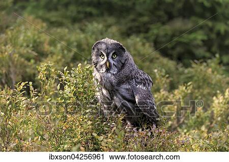 Bartkauz, (Strix nebulosa), adult, wachsam, auf Warte, Kasselburg, Vulkaneifel, Deutschland, Europa View Large Photo Image Stock Image - Bartkauz, (Strix nebulosa), adult, wachsam, auf Warte, Kasselburg, Vulkaneifel, Deutschland, Europa. Fotosearch