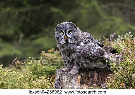 Bartkauz, (Strix nebulosa), adult, wachsam, auf Warte, Kasselburg, Vulkaneifel, Deutschland, Europa View Large Photo Image Stock Image - Bartkauz, (Strix nebulosa), adult, wachsam, auf Warte, Kasselburg, Vulkaneifel, Deutschland, Europa. Fotosearch