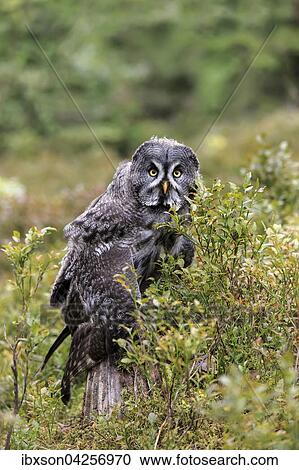 Bartkauz, (Strix nebulosa), adult, wachsam, auf Warte, Pelm, Kasselburg, Vulkaneifel, Deutschland, Europa View Large Photo Image Stock Image - Bartkauz, (Strix nebulosa), adult, wachsam, auf Warte, Pelm, Kasselburg, Vulkaneifel, Deutschland, Europa. Fotosearch