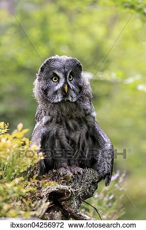 Bartkauz, (Strix nebulosa), adult, wachsam, auf Warte, Pelm, Kasselburg, Vulkaneifel, Deutschland, Europa View Large Photo Image Stock Image - Bartkauz, (Strix nebulosa), adult, wachsam, auf Warte, Pelm, Kasselburg, Vulkaneifel, Deutschland, Europa. Fotosearch