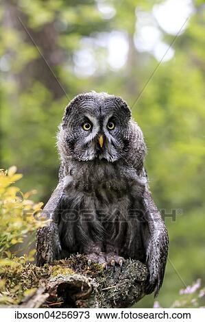 Bartkauz, (Strix nebulosa), adult, wachsam, auf Warte, Pelm, Kasselburg, Vulkaneifel, Deutschland, Europa View Large Photo Image Stock Image - Bartkauz, (Strix nebulosa), adult, wachsam, auf Warte, Pelm, Kasselburg, Vulkaneifel, Deutschland, Europa. Fotosearch