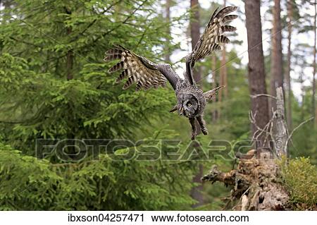 Bartkauz, (Strix nebulosa), adult, fliegend, Kasselburg, Eifel, Deutschland, Europa View Large Photo Image Stock Image - Bartkauz, (Strix nebulosa), adult, fliegend, Kasselburg, Eifel, Deutschland, Europa. Fotosearch