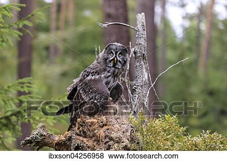 Bartkauz, (Strix nebulosa), adult, wachsam, auf Warte, Kasselburg, Vulkaneifel, Deutschland, Europa View Large Photo Image Stock Photo - Bartkauz, (Strix nebulosa), adult, wachsam, auf Warte, Kasselburg, Vulkaneifel, Deutschland, Europa. Fotosearch
