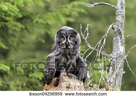 Stock Photo - Bartkauz, (Strix nebulosa), adult, wachsam, auf Warte, Kasselburg, Vulkaneifel, Deutschland, Europa. Fotosearch