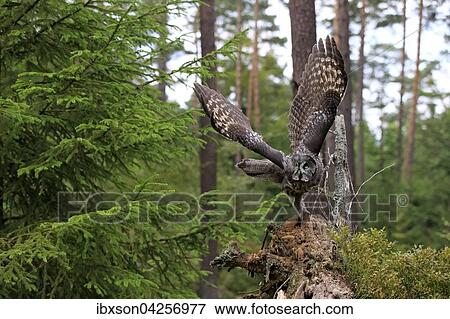 Bartkauz, (Strix nebulosa), adult, auffliegend, Kasselburg, Eifel, Deutschland, Europa View Large Photo Image Stock Photo - Bartkauz, (Strix nebulosa), adult, auffliegend, Kasselburg, Eifel, Deutschland, Europa. Fotosearch