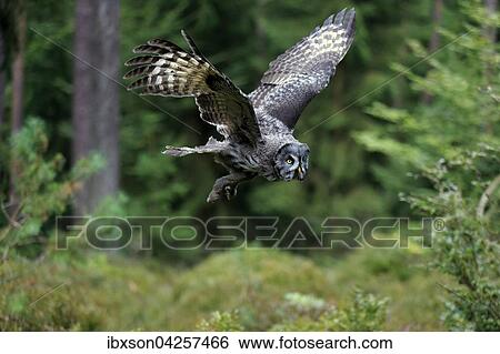 Bartkauz, (Strix nebulosa), adult, fliegend, Kasselburg, Eifel, Deutschland, Europa View Large Photo Image Stock Photograph - Bartkauz, (Strix nebulosa), adult, fliegend, Kasselburg, Eifel, Deutschland, Europa. Fotosearch