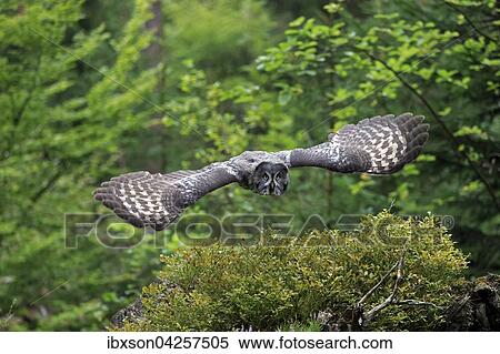 Stock Photography - Bartkauz, (Strix nebulosa), adult, fliegend, Kasselburg, Eifel, Deutschland, Europa. Fotosearch