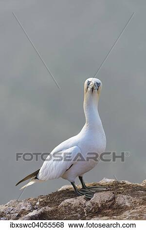 Stock Photo - Basstolpel (Morus bassanus) auf Fels, Helgoland, Schleswig-Holstein, Deutschland, Europa. Fotosearch