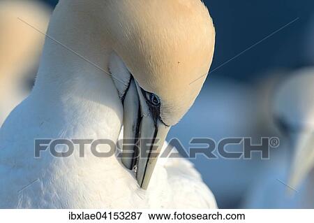 Basstolpel (Morus bassanus) bei der Gefiederpflege, Helgoland, Schleswig-Holstein, Deutschland, Europa View Large Photo Image Stock Photo - Basstolpel (Morus bassanus) bei der Gefiederpflege, Helgoland, Schleswig-Holstein, Deutschland, Europa. Fotosearch