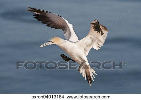 Picture - Basstolpel (Morus bassanus), Helgoland, Schleswig-Holstein, Deutschland, Europa. Fotosearch