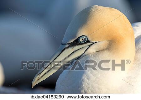 Basstolpel (Morus bassanus), Helgoland, Schleswig-Holstein, Deutschland, Europa View Large Photo Image Stock Image - Basstolpel (Morus bassanus), Helgoland, Schleswig-Holstein, Deutschland, Europa. Fotosearch