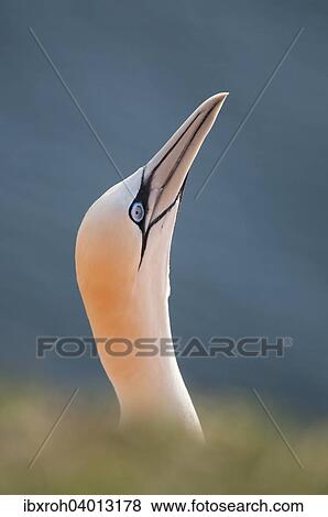 Stock Photo - Basstolpel (Morus bassanus), Helgoland, Schleswig-Holstein, Deutschland, Europa. Fotosearch