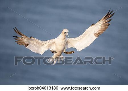 Stock Photograph - Basstolpel (Morus bassanus), Helgoland, Schleswig-Holstein, Deutschland, Europa. Fotosearch