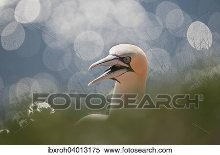 Basstolpel (Morus bassanus), Helgoland, Schleswig-Holstein, Deutschland, Europa View Large Photo Image Stock Photography - Basstolpel (Morus bassanus), Helgoland, Schleswig-Holstein, Deutschland, Europa. Fotosearch