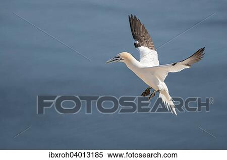 Basstolpel (Morus bassanus), Helgoland, Schleswig-Holstein, Deutschland, Europa View Large Photo Image Stock Photography - Basstolpel (Morus bassanus), Helgoland, Schleswig-Holstein, Deutschland, Europa. Fotosearch