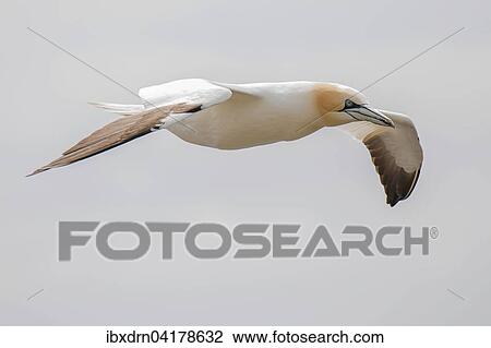 Stock Image - Basstolpel (Morus bassanus) im Flug, Shetland-Inseln, Schottland, Grossbritannien, Europa. Fotosearch