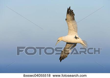 Stock Photo - Basstolpel (Morus bassanus) im Flug, Helgoland, Schleswig-Holstein, Deutschland, Europa. Fotosearch