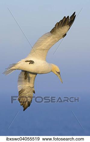 Stock Photo - Basstolpel (Morus bassanus) im Flug, Helgoland, Schleswig-Holstein, Deutschland, Europa. Fotosearch