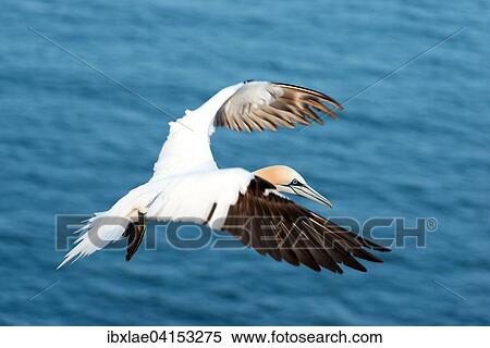 Basstolpel (Morus bassanus) im Flug, Helgoland, Schleswig-Holstein, Deutschland, Europa View Large Photo Image Stock Photography - Basstolpel (Morus bassanus) im Flug, Helgoland, Schleswig-Holstein, Deutschland, Europa. Fotosearch
