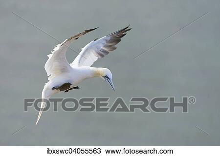 Basstolpel (Morus bassanus) im Landeanflug, Helgoland, Schleswig-Holstein, Deutschland, Europa View Large Photo Image Stock Image - Basstolpel (Morus bassanus) im Landeanflug, Helgoland, Schleswig-Holstein, Deutschland, Europa. Fotosearch
