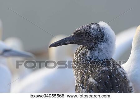 Stock Photograph - Basstolpel (Morus bassanus) im Jugendkleid mit Flaumresten, Helgoland, Schleswig-Holstein, Deutschland, Europa. Fotosearch