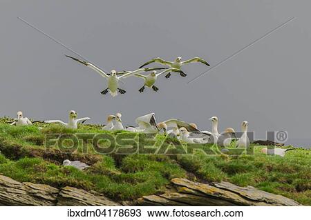 Basstolpel (Morus bassanus) landen auf einer Klippe und zupfen Pflanzen fur den Nestbau, Noss, Shetland-Inseln, Schottland, Grossbritannien, Europa View Large Photo Image Stock Image - Basstolpel (Morus bassanus) landen auf einer Klippe und zupfen Pflanzen fur den Nestbau, Noss, Shetland-Inseln, Schottland, Grossbritannien, Europa. Fotosearch