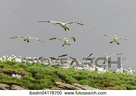 Basstolpel (Morus bassanus) landen auf einer Klippe und zupfen Pflanzen fur den Nestbau, Noss, Shetland-Inseln, Schottland, Grossbritannien, Europa View Large Photo Image Stock Image - Basstolpel (Morus bassanus) landen auf einer Klippe und zupfen Pflanzen fur den Nestbau, Noss, Shetland-Inseln, Schottland, Grossbritannien, Europa. Fotosearch