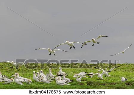 Basstolpel (Morus bassanus) landen auf einer Klippe und zupfen Pflanzen fur den Nestbau, Noss, Shetland-Inseln, Schottland, Grossbritannien, Europa View Large Photo Image Stock Photography - Basstolpel (Morus bassanus) landen auf einer Klippe und zupfen Pflanzen fur den Nestbau, Noss, Shetland-Inseln, Schottland, Grossbritannien, Europa. Fotosearch