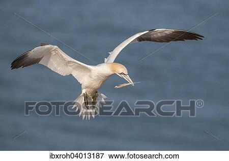 Stock Photo - Basstolpel (Morus bassanus) mit Feder im Schnabel, Helgoland, Schleswig-Holstein, Deutschland, Europa. Fotosearch