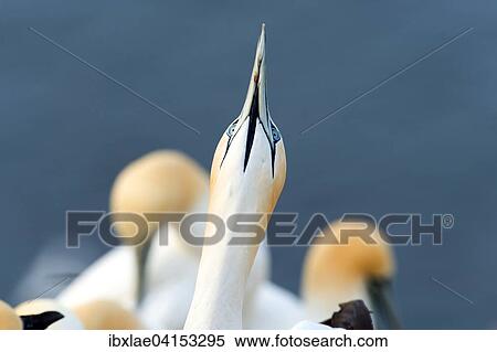 Stock Photography - Basstolpel (Morus bassanus) schaut nach oben, Helgoland, Schleswig-Holstein, Deutschland, Europa. Fotosearch