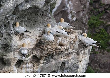 Basstolpel (Morus bassanus), Brutkolonie, Noss, Shetland-Inseln, Schottland, Grossbritannien, Europa View Large Photo Image Stock Image - Basstolpel (Morus bassanus), Brutkolonie, Noss, Shetland-Inseln, Schottland, Grossbritannien, Europa. Fotosearch