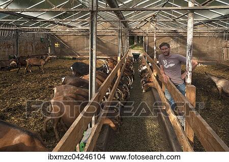 Picture - Bauer bei seinen Milchziegen im Stall, Othenstorf, Mecklenburg-Vorpommern, Deutschland, Europa. Fotosearch
