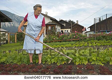 Stock Photograph - Bauerin arbeitet am Hof, Unkraut entfernen im Gemusebeet, Bauernhof der Familie Kreutner, Schwaz, Tirol, Osterreich, Europa. Fotosearch