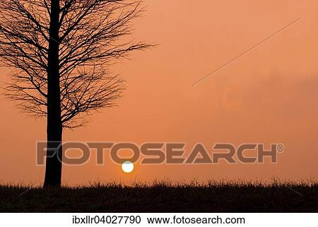 Baum, Sonnenuntergang View Large Photo Image Stock Image - Baum, Sonnenuntergang. Fotosearch