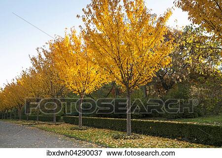 Stock Photo - Baumallee mit Herbstfarben, Rombergpark, Dortmund, Nordrhein-Westfalen, Deutschland, Europa. Fotosearch