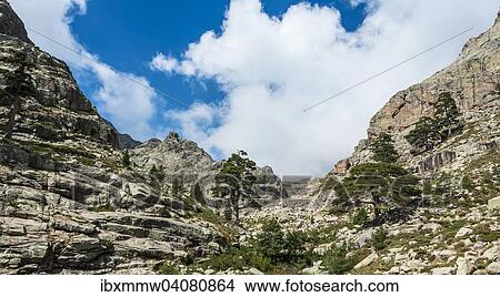 Picture - Baume an einem Felshang im Golo-Tal, Korsika, Frankreich, Europa. Fotosearch