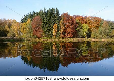 Stock Image - Baume in Herbstfarben, Spiegelung in einem See, Snogeholm, Skane lan, Schweden, Europa. Fotosearch