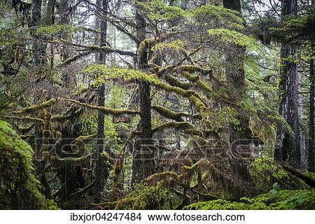 Picture - Baume mit Flechten, Rainforest Trail, Pacific Rim Nationalpark, Vancouver Island, Britisch Columbia, Kanada, Nordamerika. Fotosearch