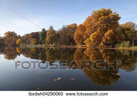 Baume mit herbstlaub am Wasser mit Spiegelung, Rombergpark, Dortmund, Nordrhein-Westfalen, Deutschland, Europa View Large Photo Image Stock Image - Baume mit herbstlaub am Wasser mit Spiegelung, Rombergpark, Dortmund, Nordrhein-Westfalen, Deutschland, Europa. Fotosearch