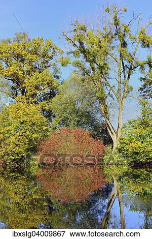 Baume mit Mispeln (Viscum alba) spiegeln sich Chiemsee, bei Ubersee, Oberbayern, Bayern, Deutschland, Europa View Large Photo Image Stock Photo - Baume mit Mispeln (Viscum alba) spiegeln sich Chiemsee, bei Ubersee, Oberbayern, Bayern, Deutschland, Europa. Fotosearch