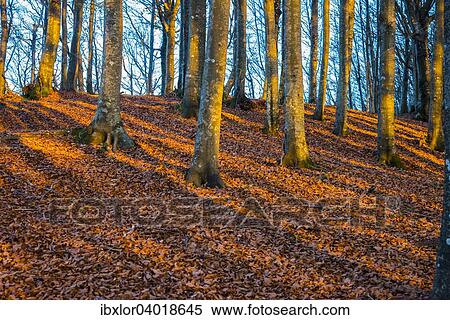 Baume und Schatten auf Herbstlaub im Abendlicht, Foreste Casentinesi Nationalpark, Italien, Europa View Large Photo Image Stock Photography - Baume und Schatten auf Herbstlaub im Abendlicht, Foreste Casentinesi Nationalpark, Italien, Europa. Fotosearch