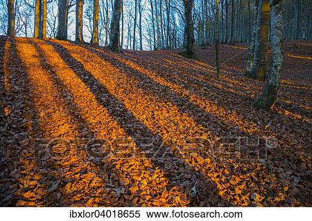 Stock Photography - Baume und Schatten auf Herbstlaub im Abendlicht, Foreste Casentinesi Nationalpark, Italien, Europa. Fotosearch