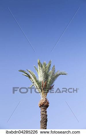 Stock Photograph - Baumkrone einer Dattelpalme (Phoenix dactylifera), blauer Himmel, Marokko, Afrika. Fotosearch